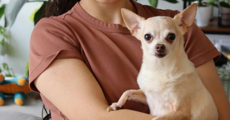 29 Small Dog Breeds That Form Especially Close Bonds with Their Owners