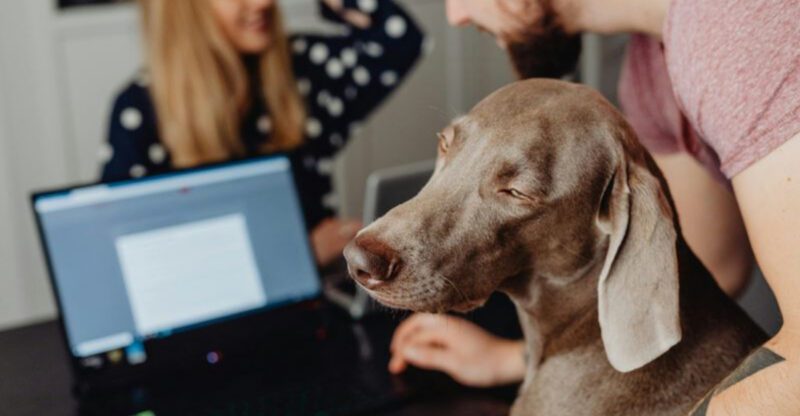5 Proven Benefits of Allowing Dogs in the Workplace