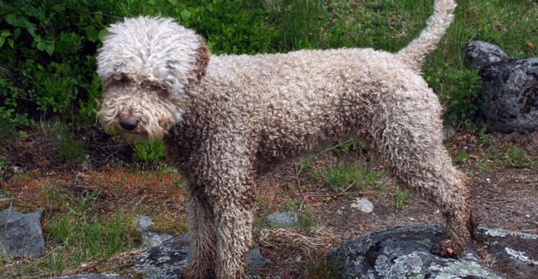 5 Rare Dog Breeds Known for Their Striking Appearance dog news