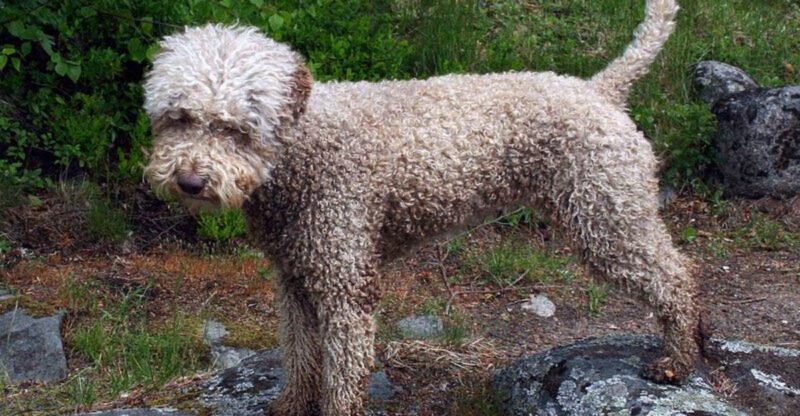 5 Rare Dog Breeds Known for Their Striking Appearance