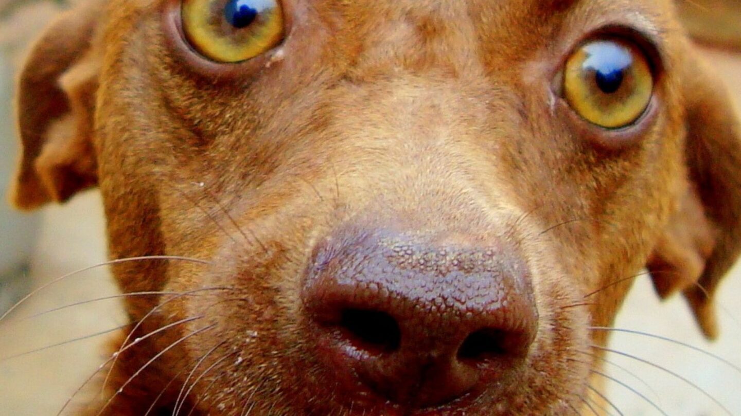 6 Dog Breeds Often Considered Too Demanding for Most Owners — and 18 That Need Special Care