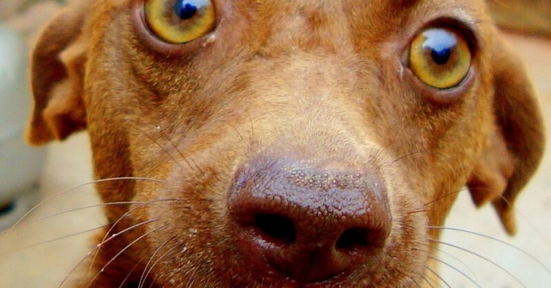 6 Dog Breeds Often Considered Too Demanding for Most Owners — and 18 That Need Special Care