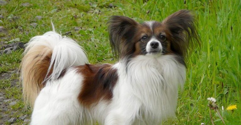 6 Toy Breeds That Stay Small into Adulthood – Plus 15 More Compact Dogs Loved for Their Energy dog news