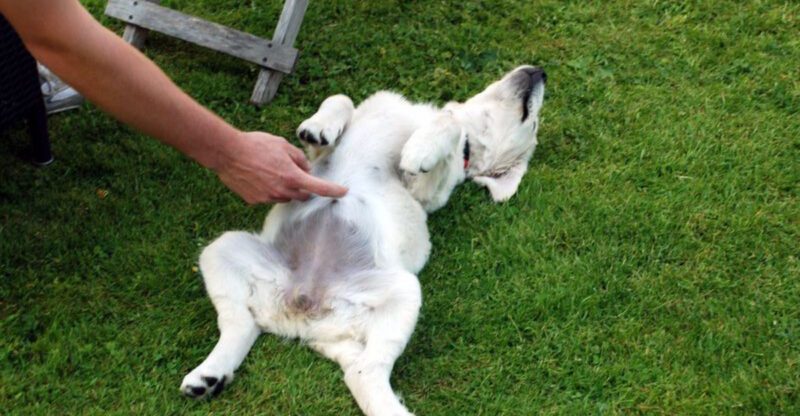 8 Proven Ways Dogs Show Affection and Loyalty to Their Owners