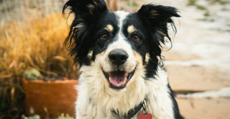 9 Dog Breeds Consistently Ranked Among the Smartest by Researchers