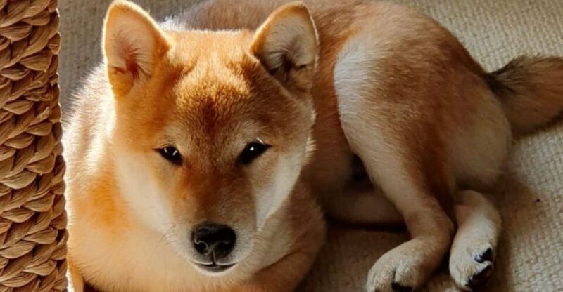 9 Dog Breeds with Foxlike Features and 13 with Wolfish Looks