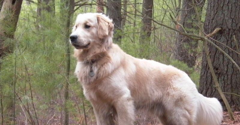 9 Iconic Loyal Dog Breeds – and 19 Others That Might Surprise You with Their Faithfulness