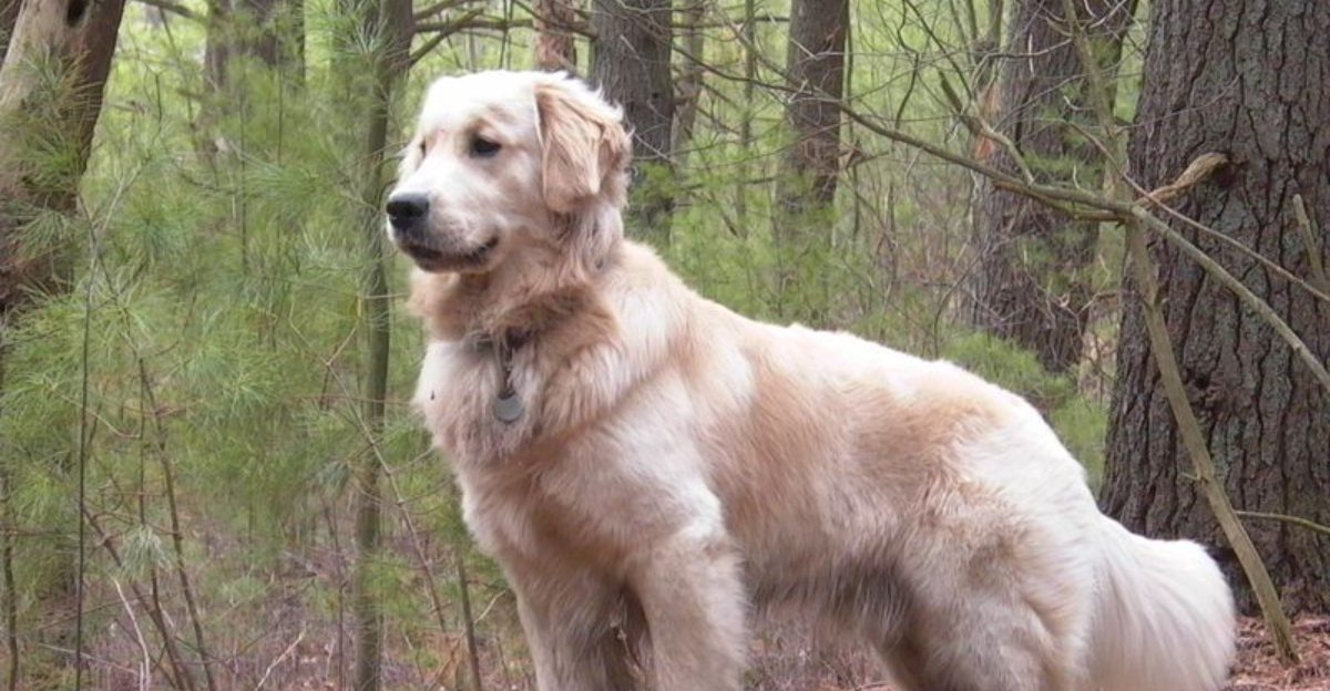 9 Iconic Loyal Dog Breeds – and 19 Others That Might Surprise You with Their Faithfulness