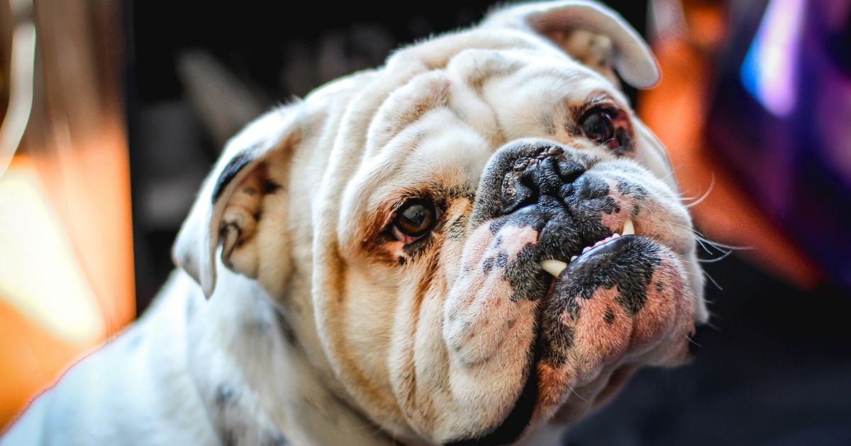 Americas Top Medium Size Dog Breeds Ranked by Popularity