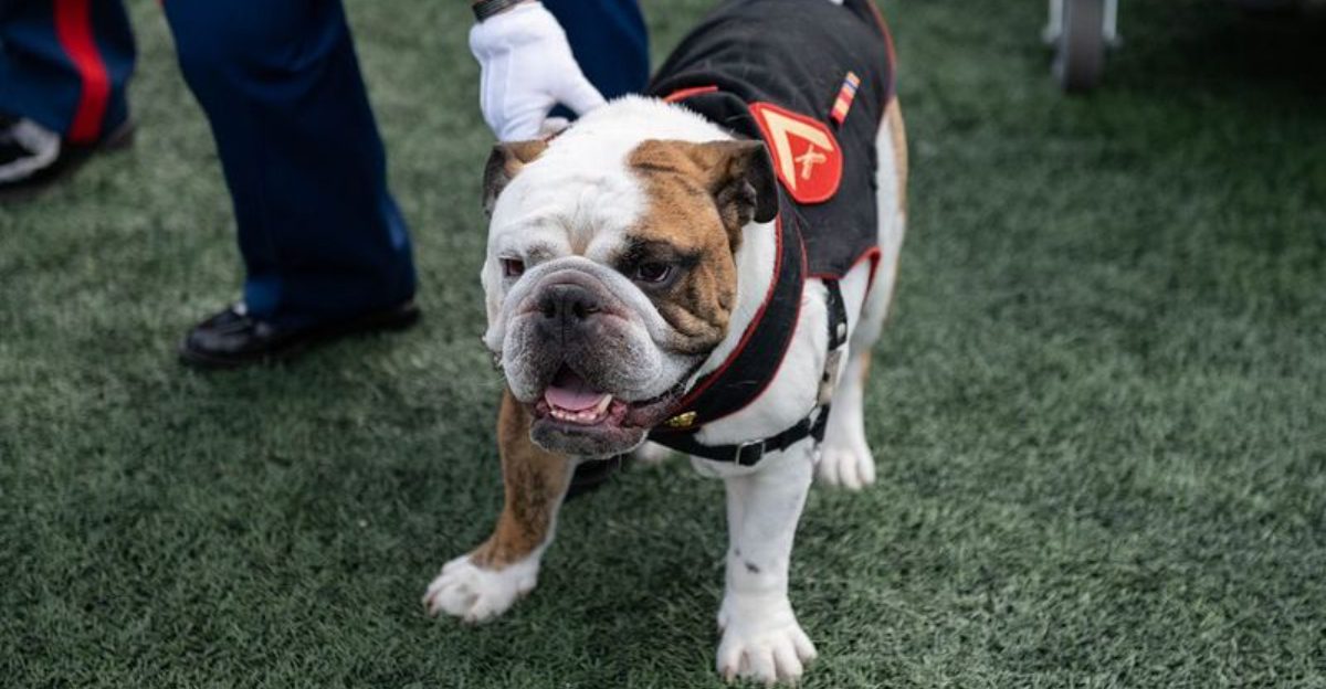 Data Reveals the 26 Dog Breeds That Owners Find Most Demanding