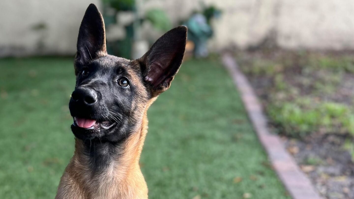 Ranked 27 of the Most Popular Dog Breeds in the United States