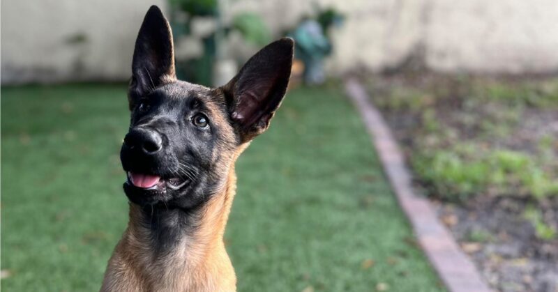 Ranked 27 of the Most Popular Dog Breeds in the United States