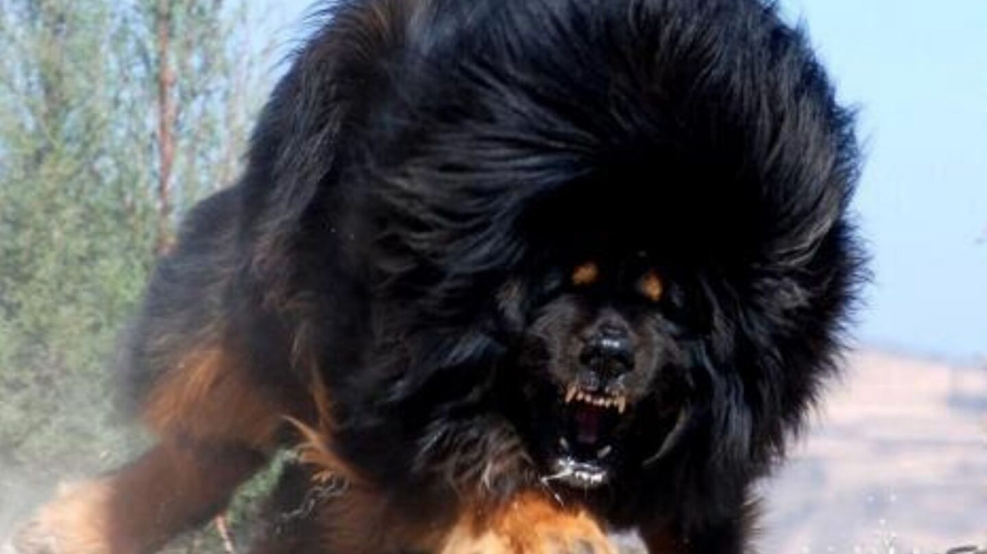 The Worlds Most Expensive Dog Breeds and What Makes Them So Valuable