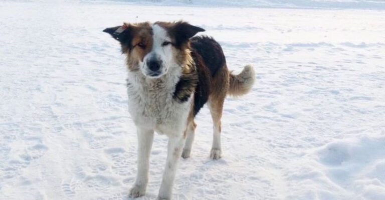 chernobyls feral dogs 10 insights into how radiation may affect their health and behavior dog news