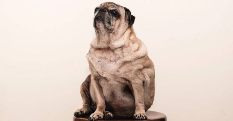 10 Common Mistakes Dog Owners Make Without Realizing It dog news