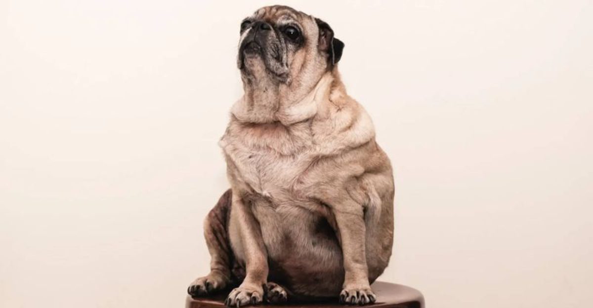 10 Common Mistakes Dog Owners Make Without Realizing It