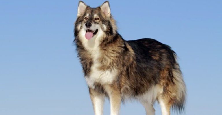 10 Dog Breeds That Are Truly Wolf Like – And 5 That Only Look Wild dog news