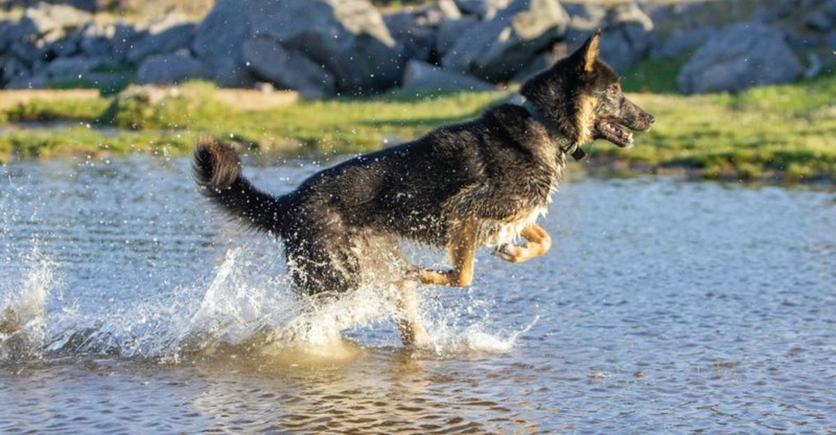 10 Dog Breeds That Get Bored Fast And The Games That Keep Them Happy