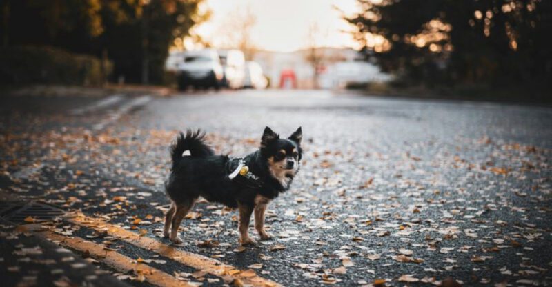 10 Dog Breeds That Handle City Noise Best And How To Keep Them Relaxed