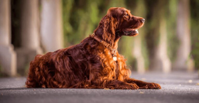 10 Dog Breeds That Naturally Act Like Emotional Support Companions dog news