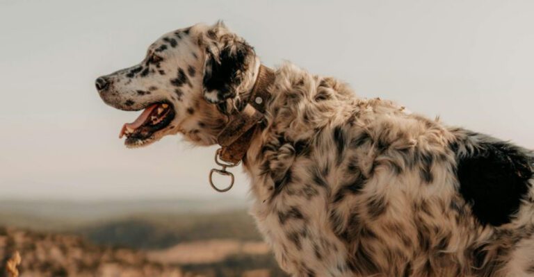 10 Dog Breeds That Share Traits with German Shorthaired Pointers dog news