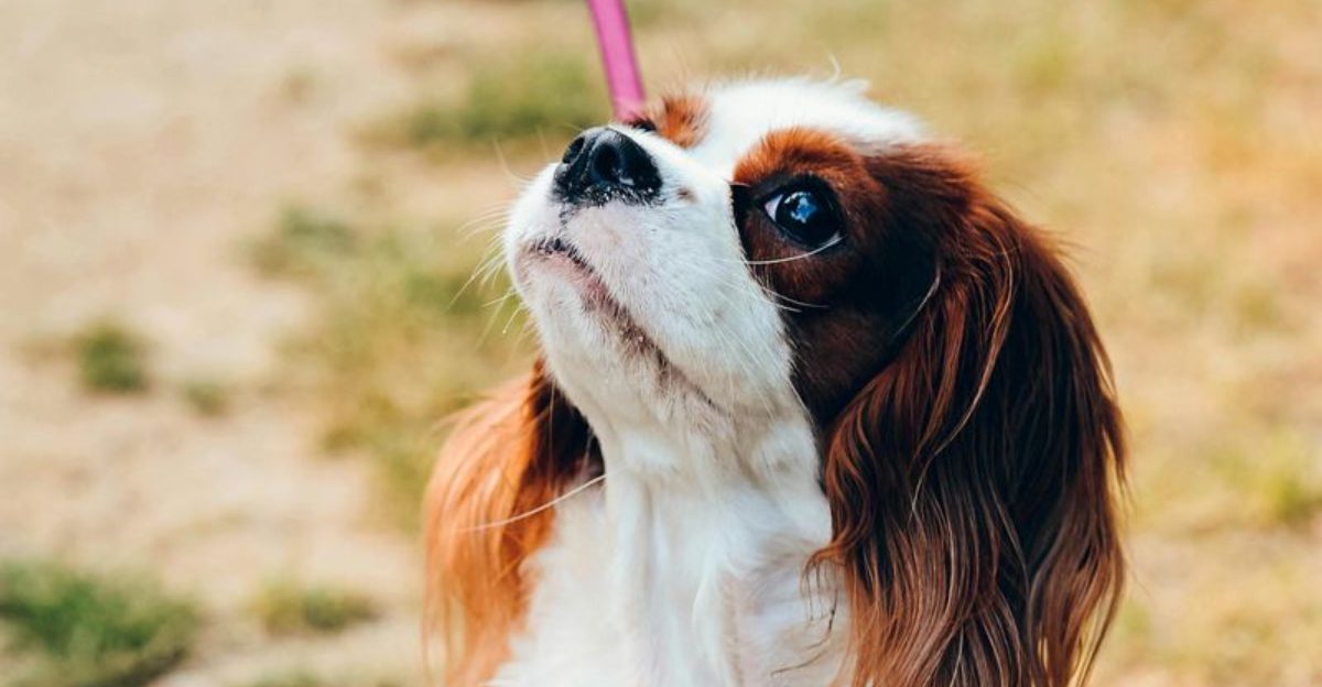 10 Dog Types That Actually Prefer Short Walks And Quiet Evenings