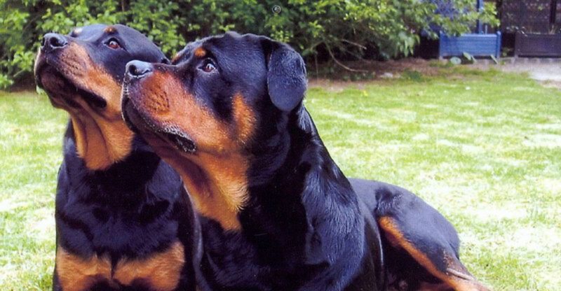 10 Dog Types That Look Cute But Were Actually Designed For Tough Work