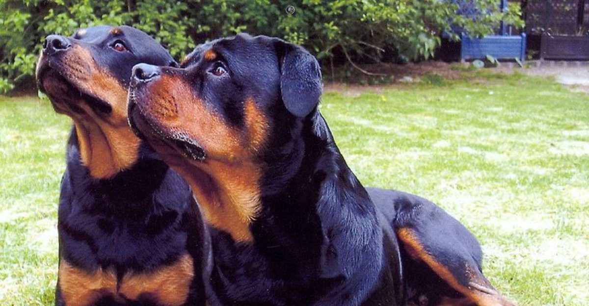 10 Dog Types That Look Cute But Were Actually Designed For Tough Work