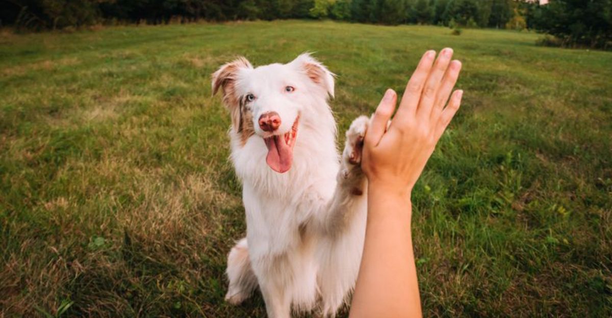 10 Dog Types That Need Structured Morning Routines To Stay Balanced All Day