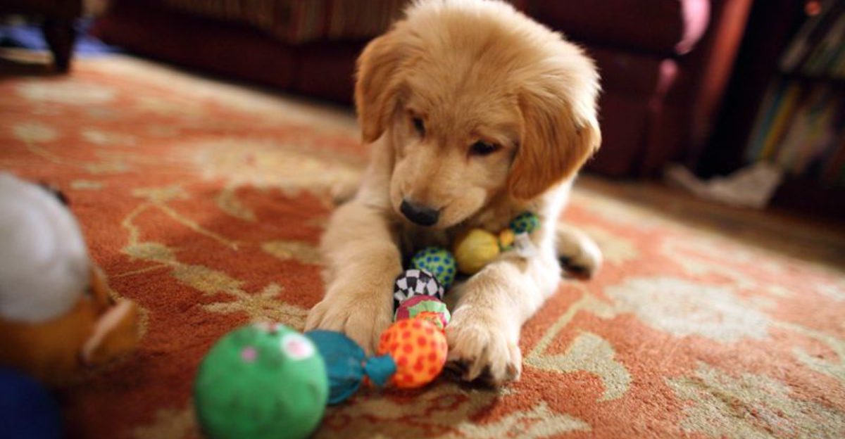 10 Dog Types That Obsess Over Their Toys Like Theyre Their Children