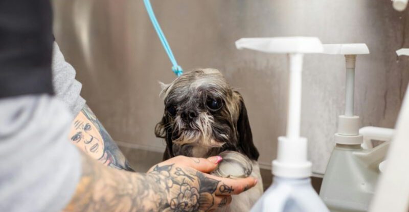 10 Everyday Grooming Mistakes That Slowly Ruin Your Dogs Coat