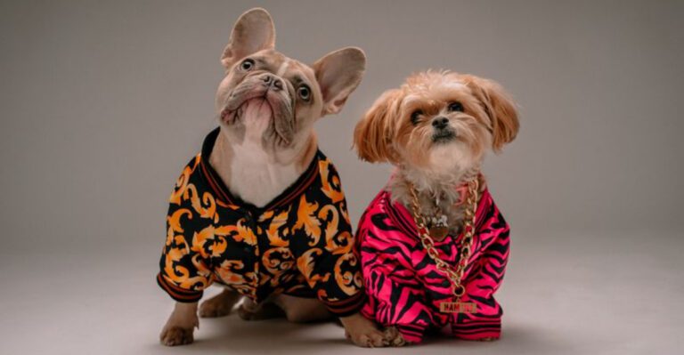 10 Funny Ways Your Dog Might Have Tricked You dog news