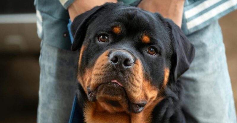 10 Guard Dog Breeds That Are Big Softies With Their Own Family