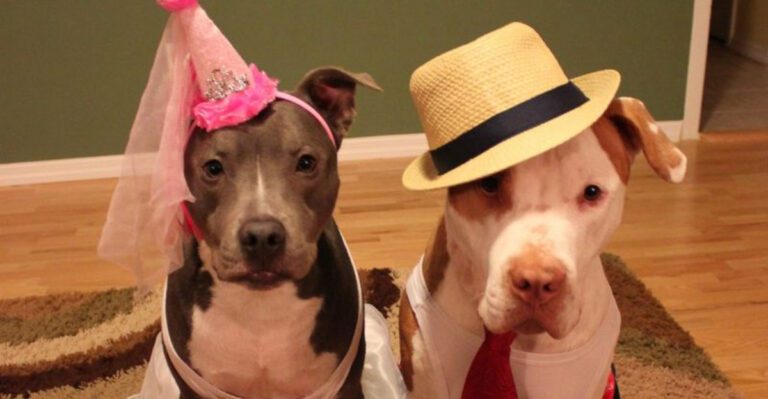 10 Important Things to Know Before Adopting a Pit Bull dog news