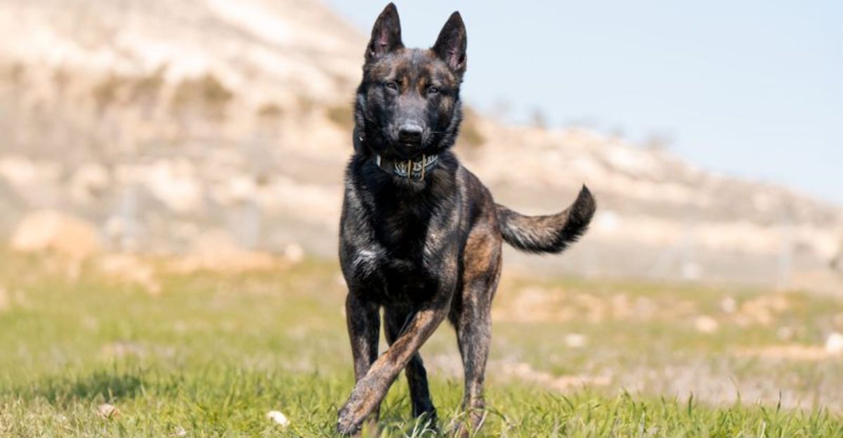 10 Key Facts About Dutch Shepherd Dogs
