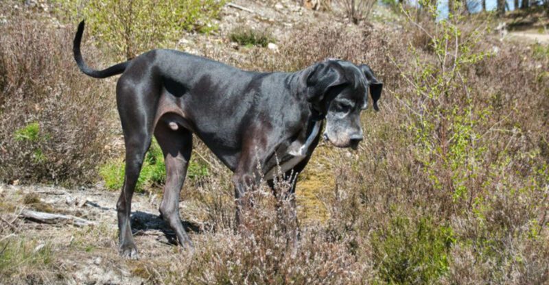 10 Sensitive Stomach Dog Types That Need Special Food And Careful Treats