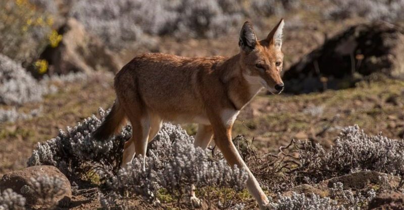 10 of the Rarest Wild Dog Species Found on Earth