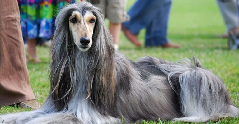 10 of the Worlds Most Expensive Dog Breeds dog news