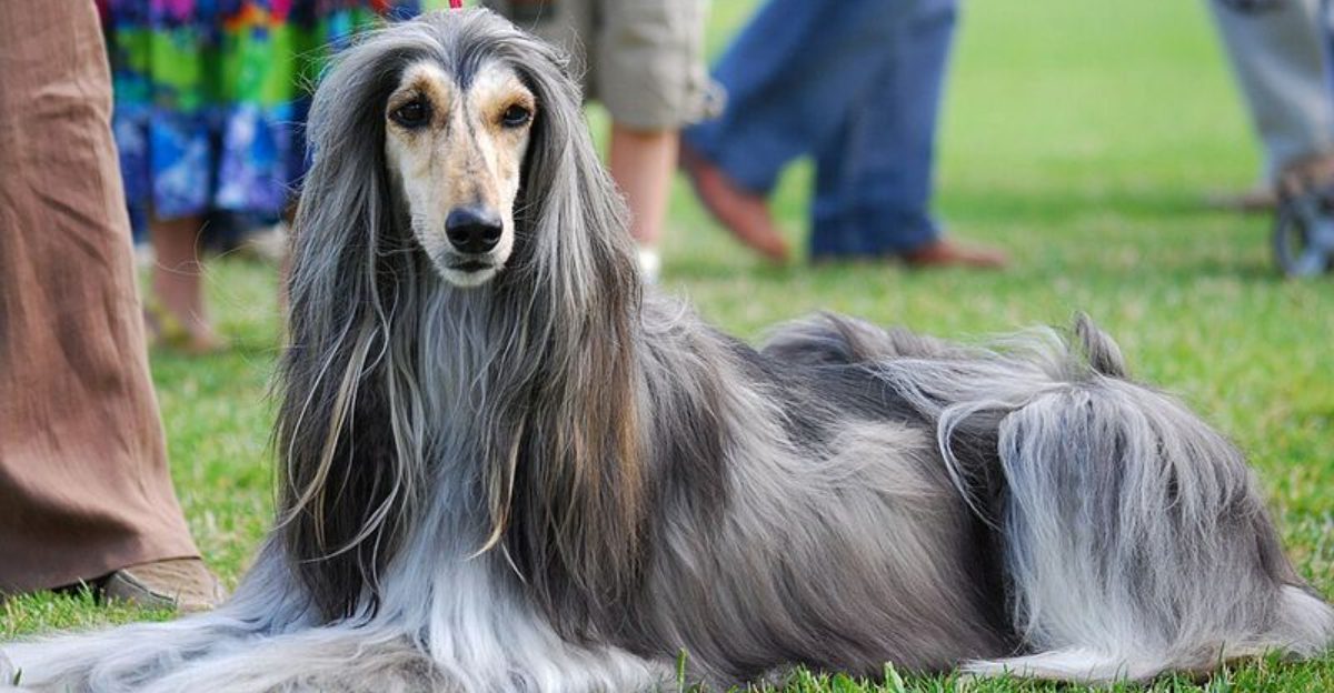 10 of the Worlds Most Expensive Dog Breeds