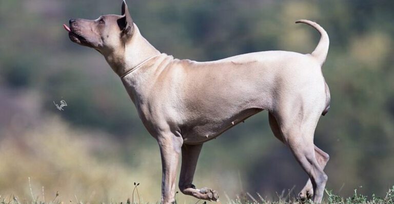 11 Dog Breeds Originally Bred to Hunt Creatures Most People Have Never Even Heard Of dog news
