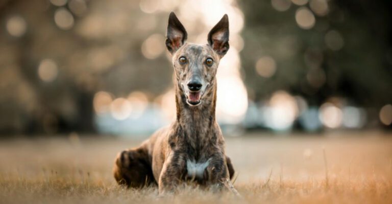 11 Dog Breeds That Bond More with Other Dogs Than Humans dog news