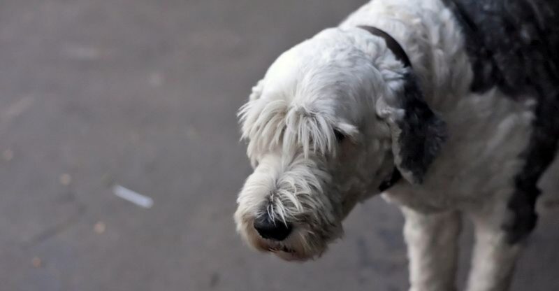 11 Dog Breeds That Hate Baths But Absolutely Depend On Regular Grooming