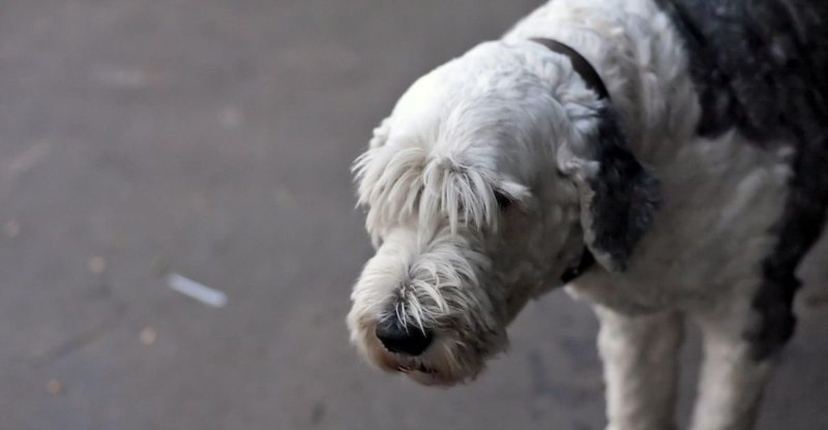 11 Dog Breeds That Hate Baths But Absolutely Depend On Regular Grooming