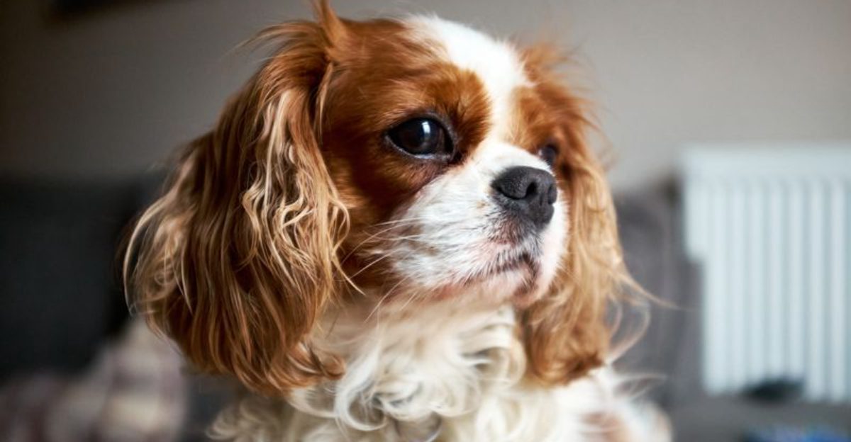 11 Dog Breeds That Stay Calm At The Vet When You Prepare Them Properly