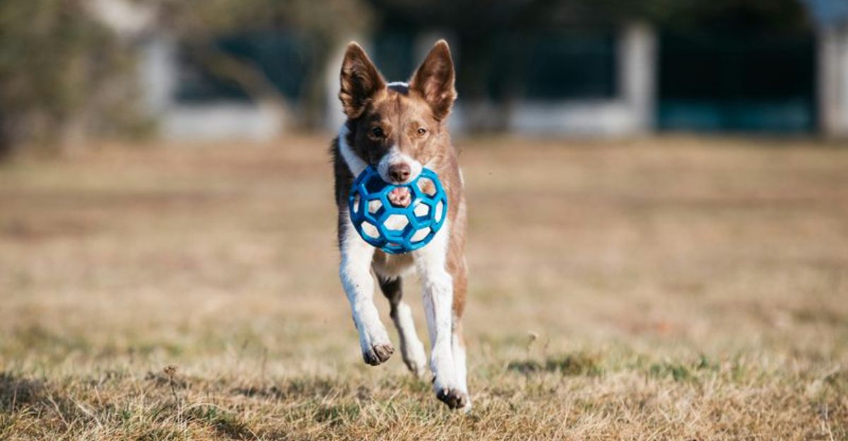 11 Dog Types That Get Miserable Without Daily Mental Games