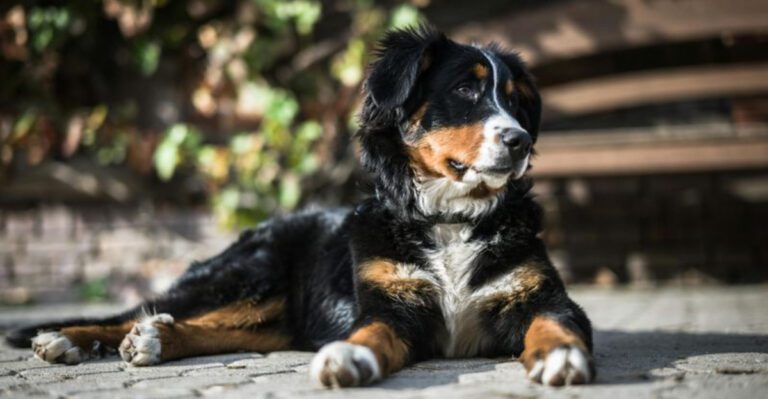 11 Friendly Dog Breeds That Thrive on Socializing and Meeting New People dog news