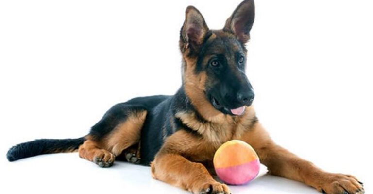 11 German Shepherd Behaviors Every New Owner Needs to Be Prepared For dog news