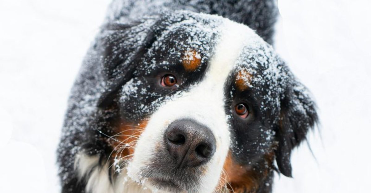 11 Large Mountain Dog Breeds That Feel Most At Home In Cold Open Spaces