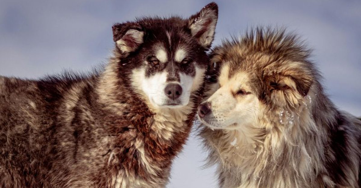 11 Night Owl Dog Breeds That Come Alive After Dark And How To Handle Their Late Energy