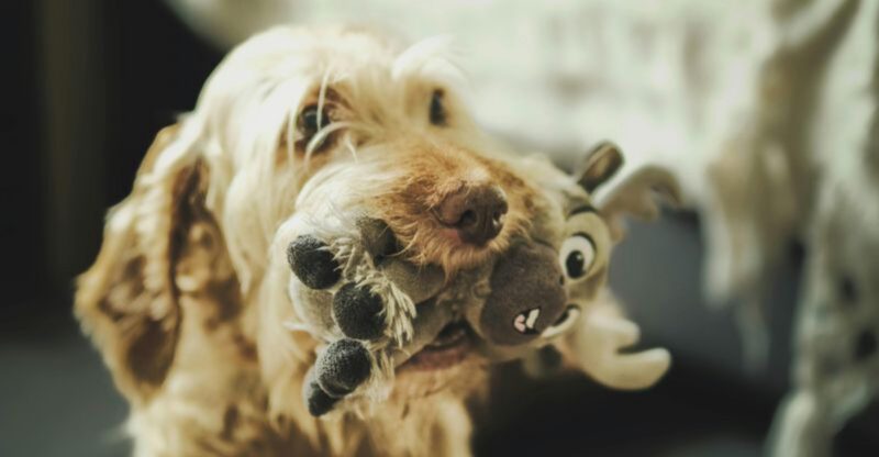 11 Reasons Your Dog May Bring You Their Favorite Toy When Greeting You